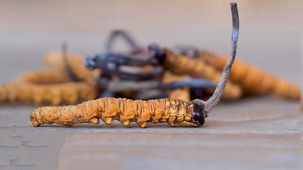 Cordyceps Mushroom Cordyceps Mushroom