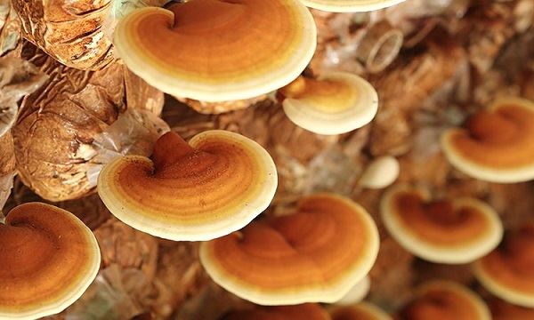 Reishi Mushroom Extract Powder vs Reishi Spore Powder