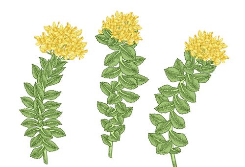 Översikten av Rhodiola Rosea Medicinal History
